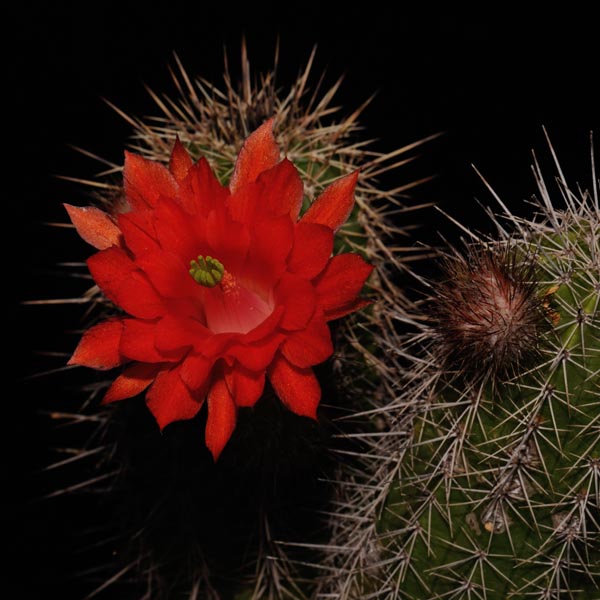 Echinocereus ortegae, Santa Ana, 50 Korn