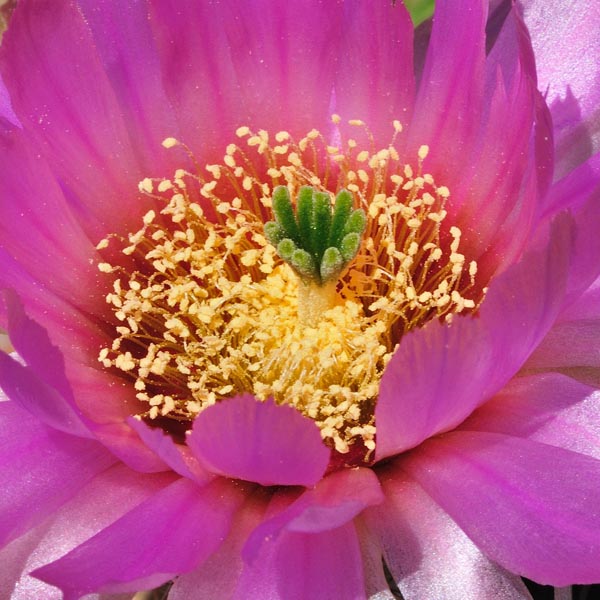 Echinocereus reichenbachii caespitosus, Deep Creek, 100 Korn