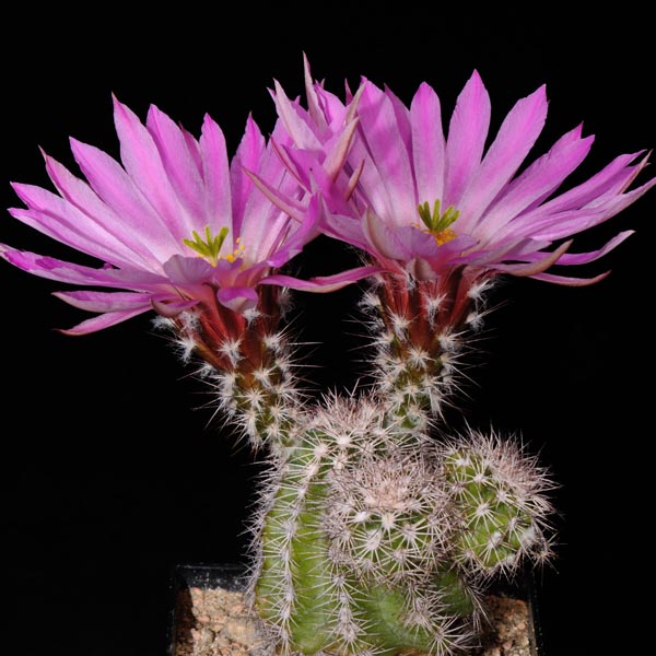 Echinocereus metornii, Sierra Mojada, 25 Seeds