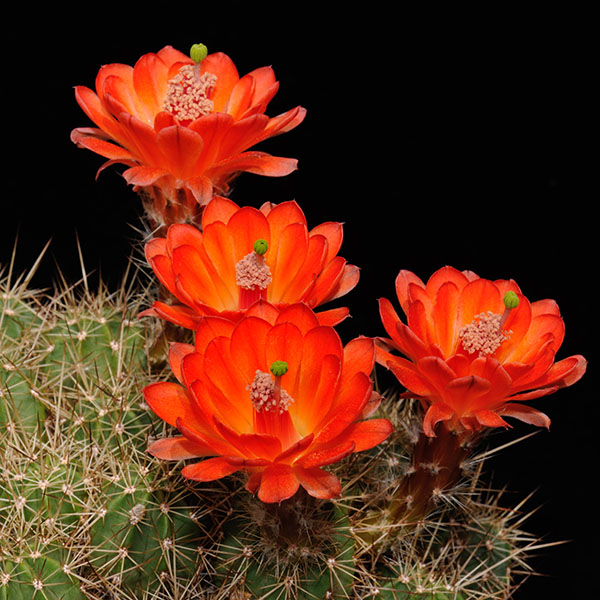 Echinocereus salm-dyckianus, Creel - Divisadero, 50 Korn