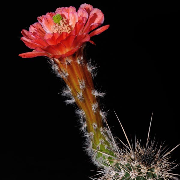 Echinocereus acifer tubiflorus, San Juan Capistrano, 25 Korn