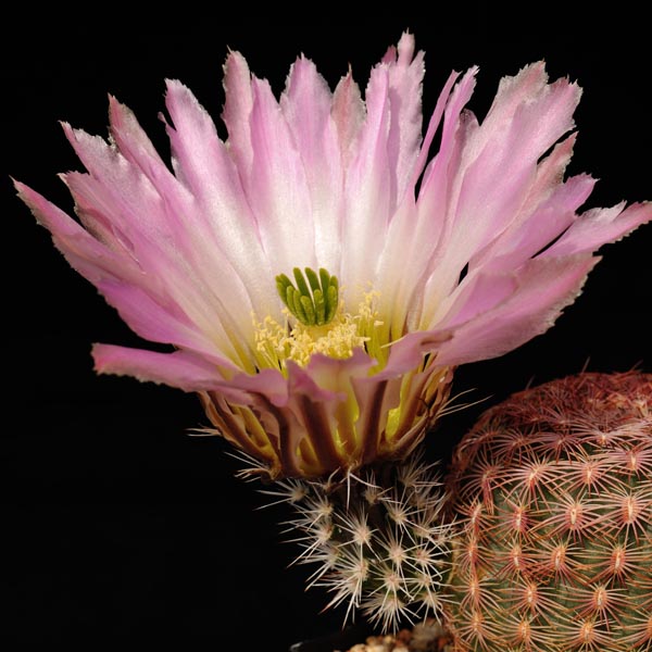 Echinocereus pectinatus, Jiminez, 50 Korn