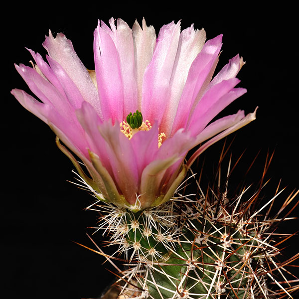 Echinocereus fendleri, noerdlich Benson, 25 Korn