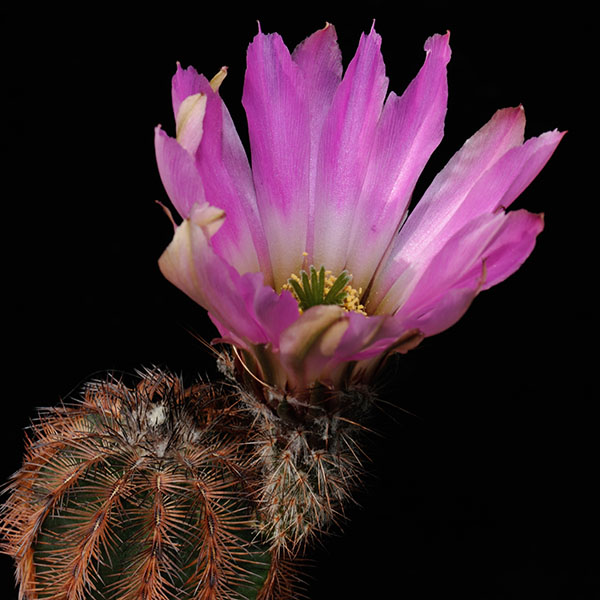 Echinocereus reichenbachii, Saltillo, 25 Korn