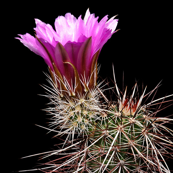 Echinocereus engelmannii, Hurricane Cliffs, 25 Korn