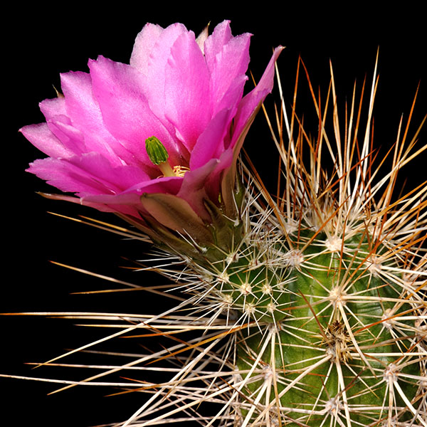 Echinocereus engelmannii, El Arco, 100 Korn