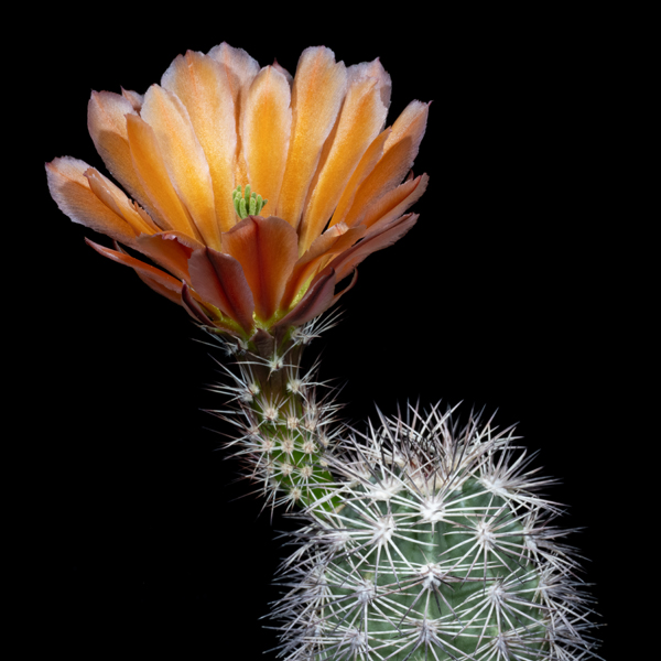Echinocereus xlloydii, Tunas Springs, 25 Korn