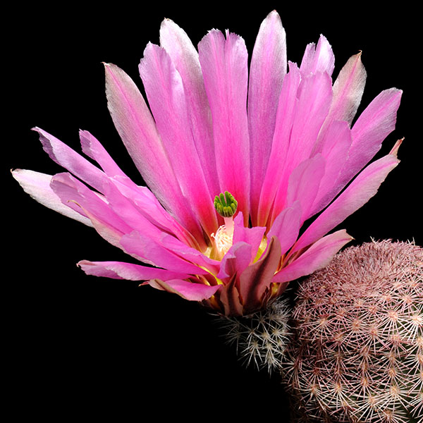 Echinocereus pectinatus, Guadelupe, 500 Korn