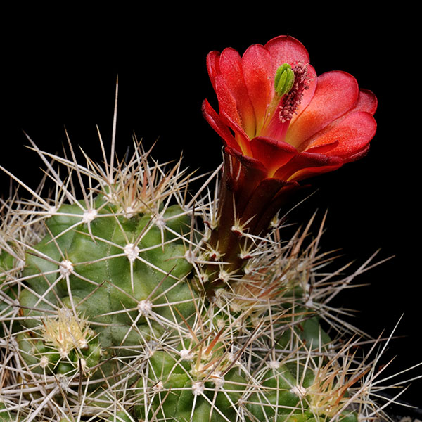 Echinocereus mojavensis, De Beque, 50 Korn