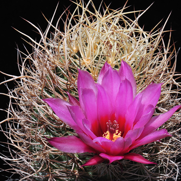 Echinocereus lindsayi, Baja California, 50 Korn