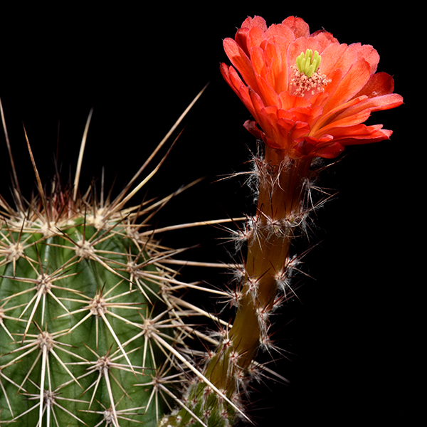 Echinocereus acifer tubiflorus, Zacatecas, 25 Korn