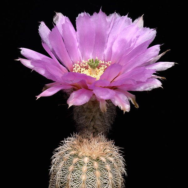 Echinocereus reichenbachii caespitosus, New Braunfels, 500 Seeds