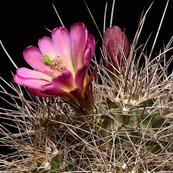 Echinocereus mojavensis, Flagstaff - Page, 50 Korn