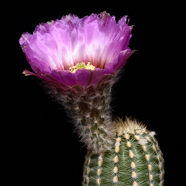 Echinocereus reichenbachii caespitosus, Burnet Co., 50 Korn