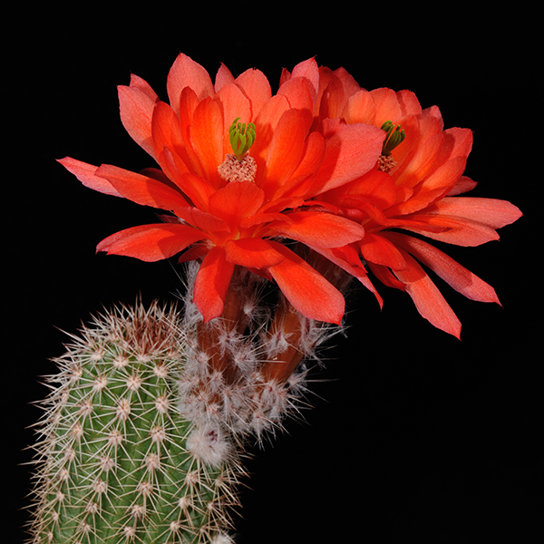 Echinocereus huitcholensis plomosos, Magdalena, 25 Korn
