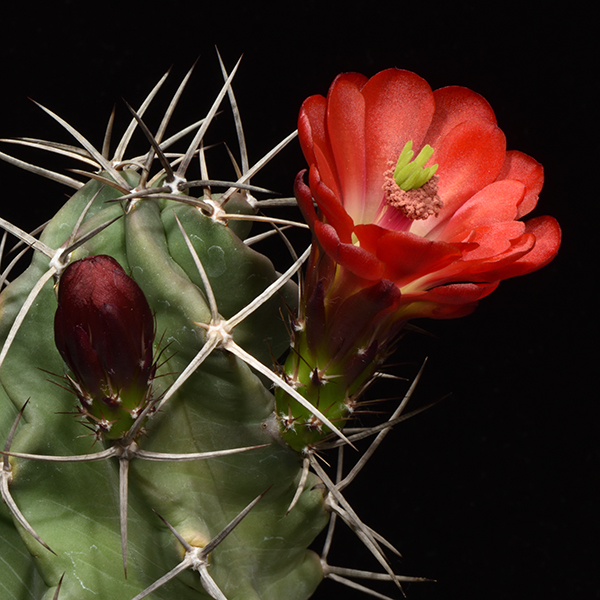 Echinocereus triglochidiatus, Lincoln Co., 25 Seeds