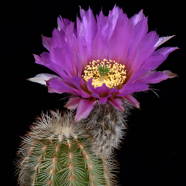 Echinocereus reichenbachii caespitosus, Burnet Co., 25 Korn