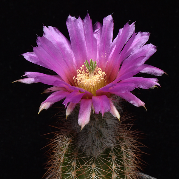 Echinocereus reichenbachii baileyi, Greer Co., 25 Korn