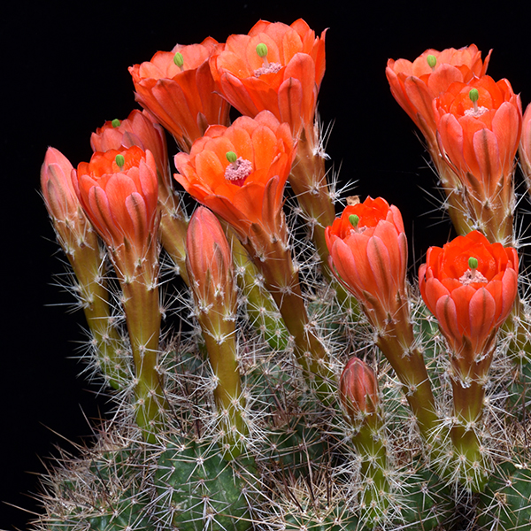 Echinocereus salm-dyckianus, Creel - Divisadero, 100 Korn