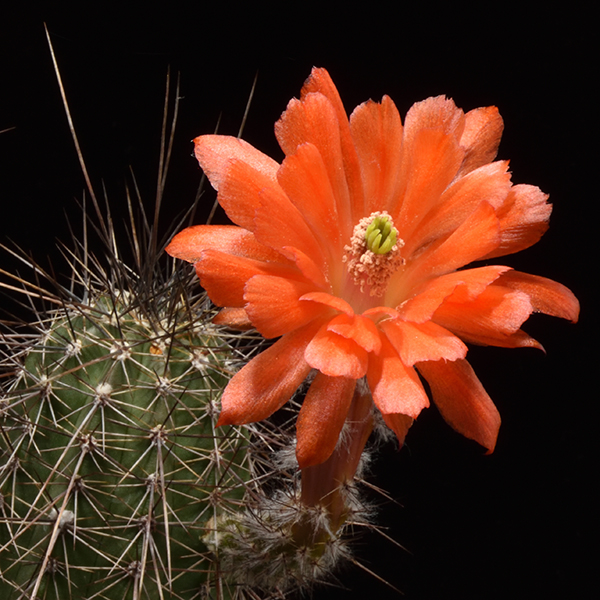 Echinocereus acifer, El Cubo, 25 Korn