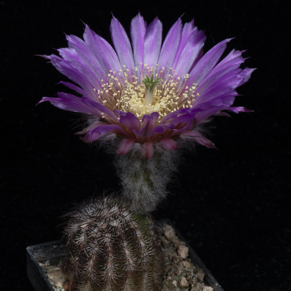 Echinocereus reichenbachii perbellus, Mills Co., JRT208, 25 Korn