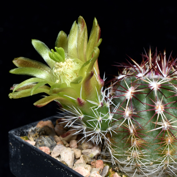 Echinocereus viridiflorus, Pinon Juniper Canyon, JRT131, 100 Korn