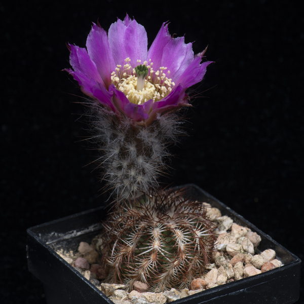 Echinocereus reichenbachii perbellus, Woodward Co., JRT202, 500 Korn