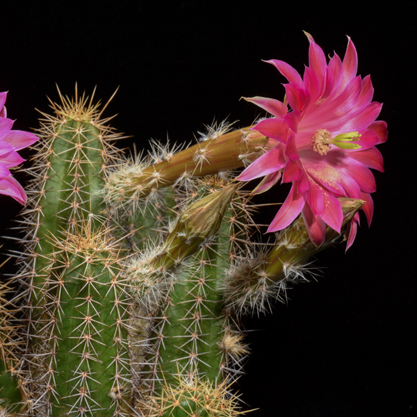Echinocereus scheeri, Moris, 500 Seeds