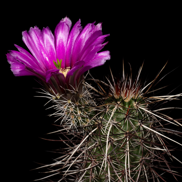 Echinocereus engelmannii, Sandy Valley, 25 Korn