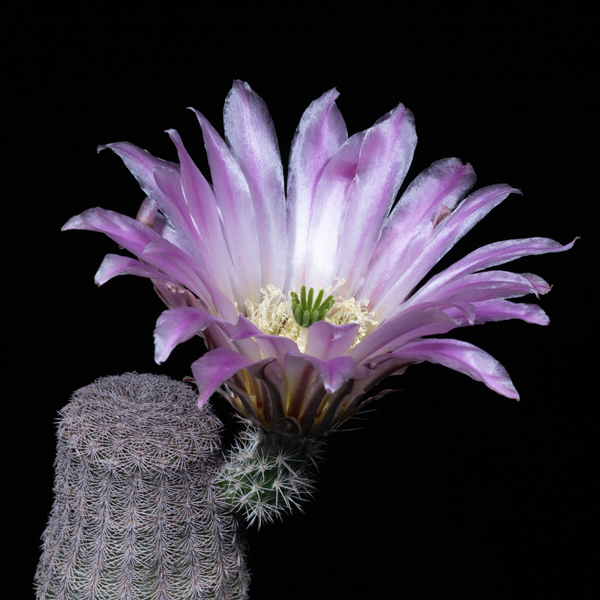Echinocereus pectinatus, Cedros, 25 Korn