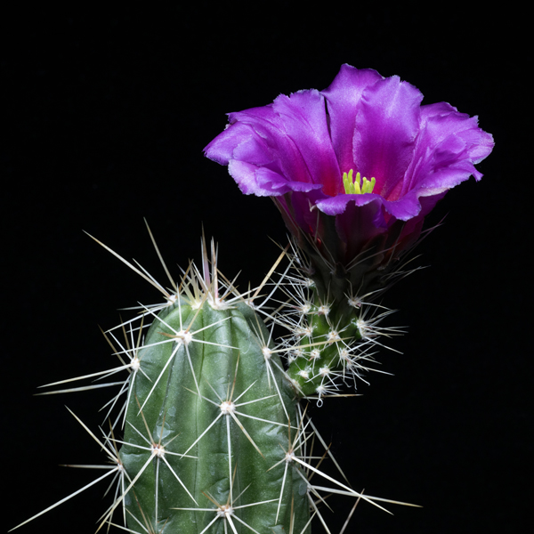 Echinocereus enneacanthus carnosus, Terrell Co., 25 Korn