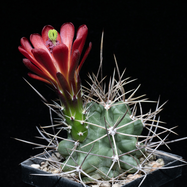 Echinocereus triglochidiatus, Chaffee Co., JRT173, 50 Korn