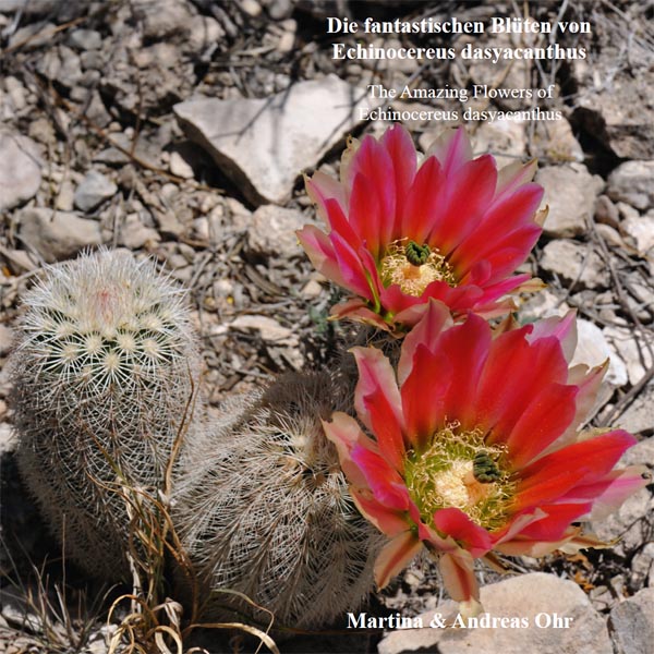 Die fantastischen Blten von Echinocereus dasyacanthus