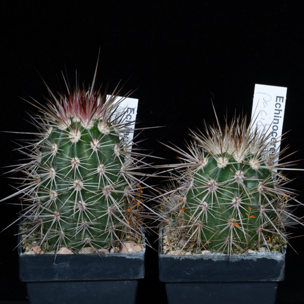 Echinocereus pacificus, San Carlos Canyon