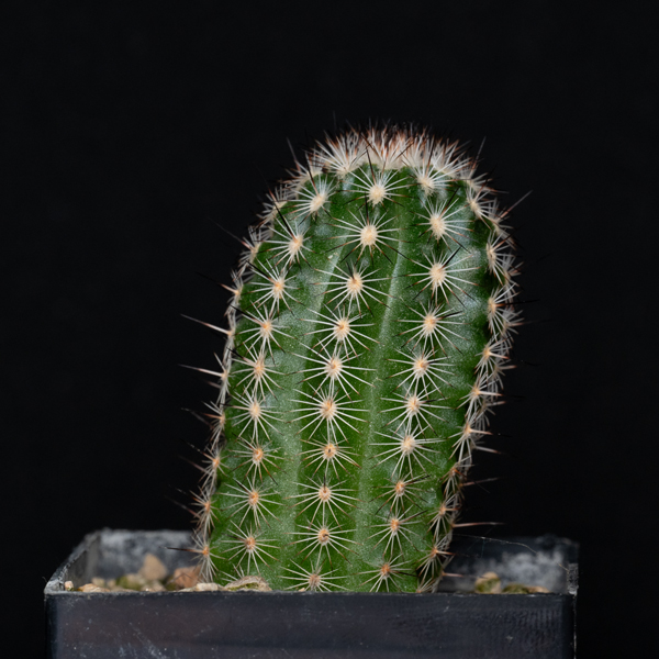 Echinocereus fitchii albertii, Texas, Alice