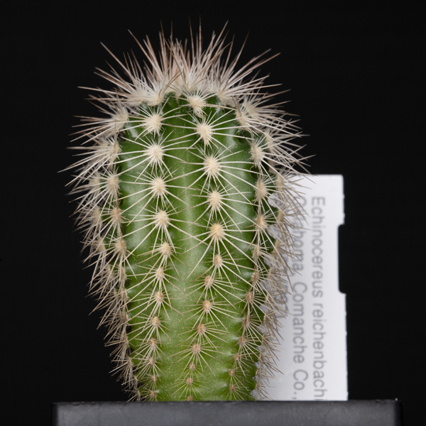 Echinocereus reichenbachii baileyi, Caddo Lake