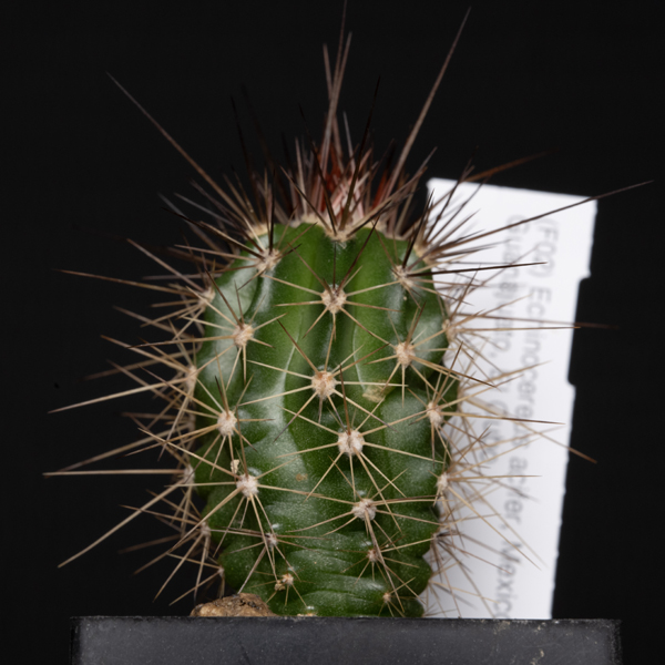 Echinocereus acifer, Mexico, El Cubo