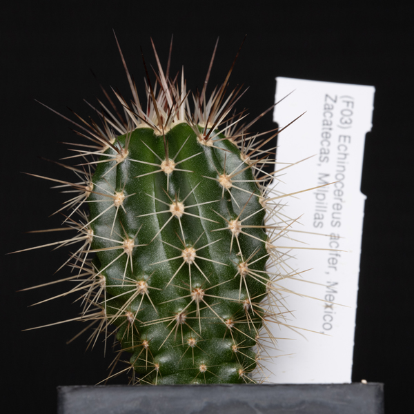 Echinocereus acifer, Milpillas