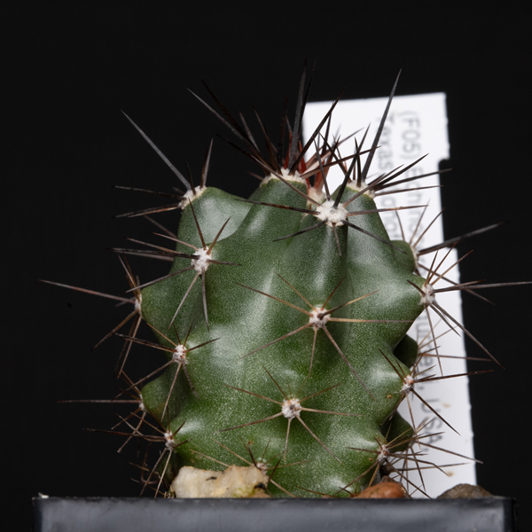 Echinocereus gurneyi, BW054
