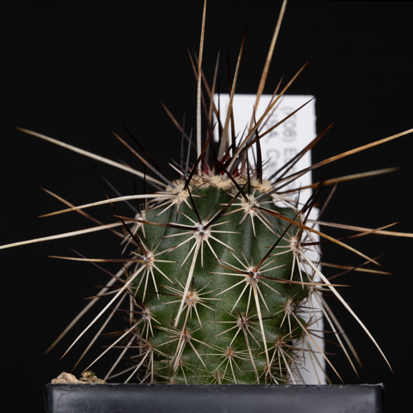 Echinocereus engelmannii, Sandy Valley
