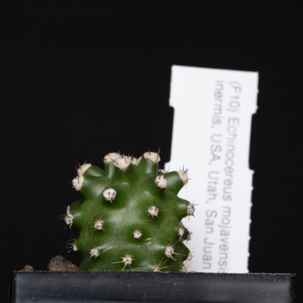 Echinocereus mojavensis inermis, San Juan Co.