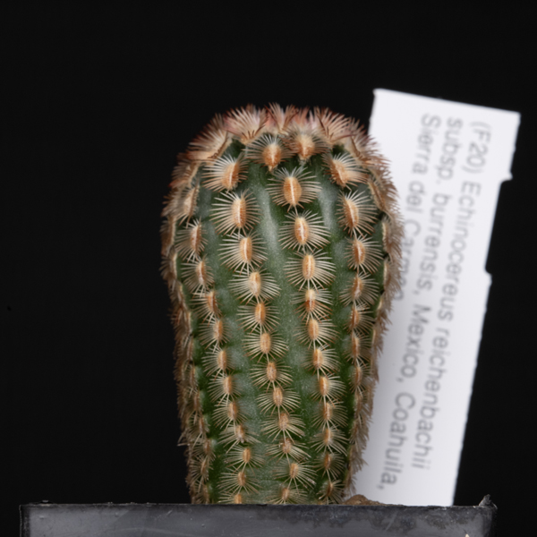 Echinocereus reichenbachii burrensis, Sierra del Carmen