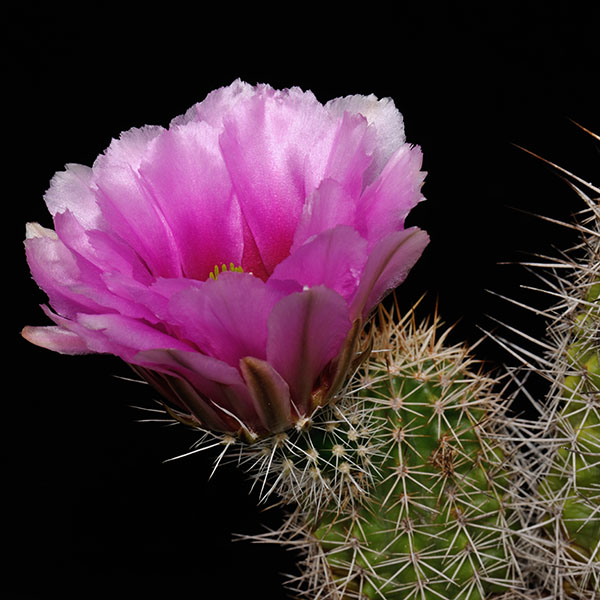 Echinocereus engelmannii fasciculatus, oestlich Tucson, 25 Korn