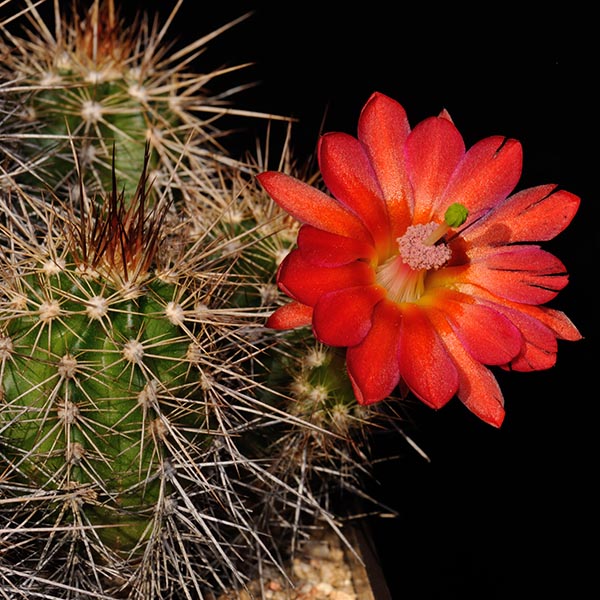 Echinocereus spec., LAU1544, 50 Seeds