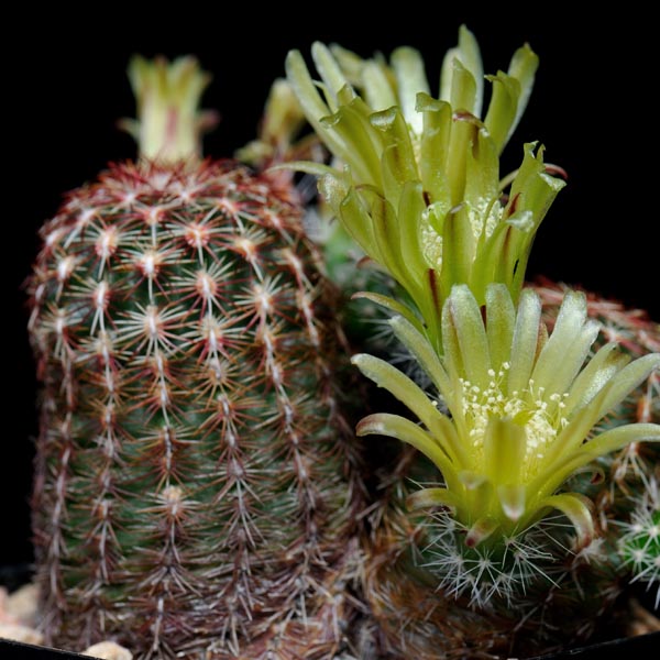 Echinocereus viridiflorus, Taos, 25 Korn