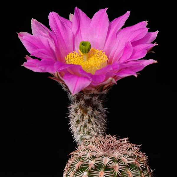 Echinocereus schereri, Las Minas Navidad, 50 Korn