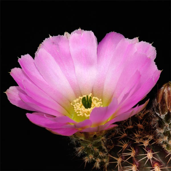 Echinocereus pamanesiorum, San Juan Capistrano, 25 Korn