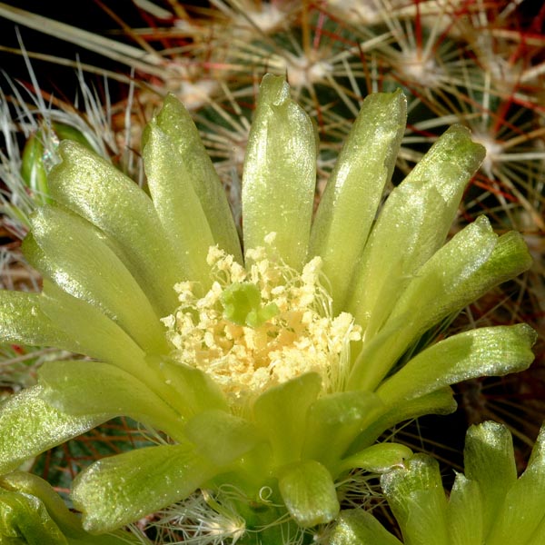 Echinocereus milleri, Coke Co., 50 Korn
