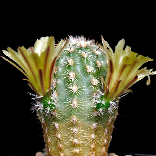 Echinocereus carmenensis, Sierra del Carmen, 25 Korn