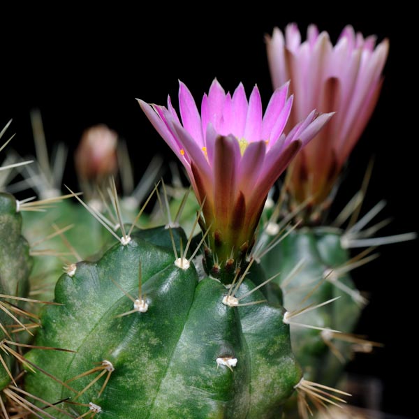 Echinocereus knippelianus reyesii, Nuevo Leon, 25 Korn